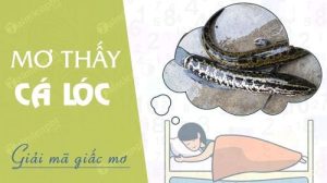 nằm mơ thấy cá lóc đánh con gì?